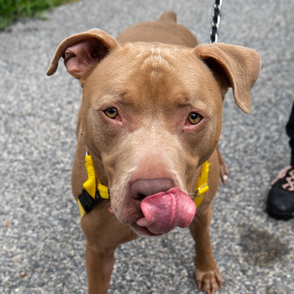 Buddy Jackson, a Adoptable Pit Bull Terrier in Baltimore, MD image 4/6