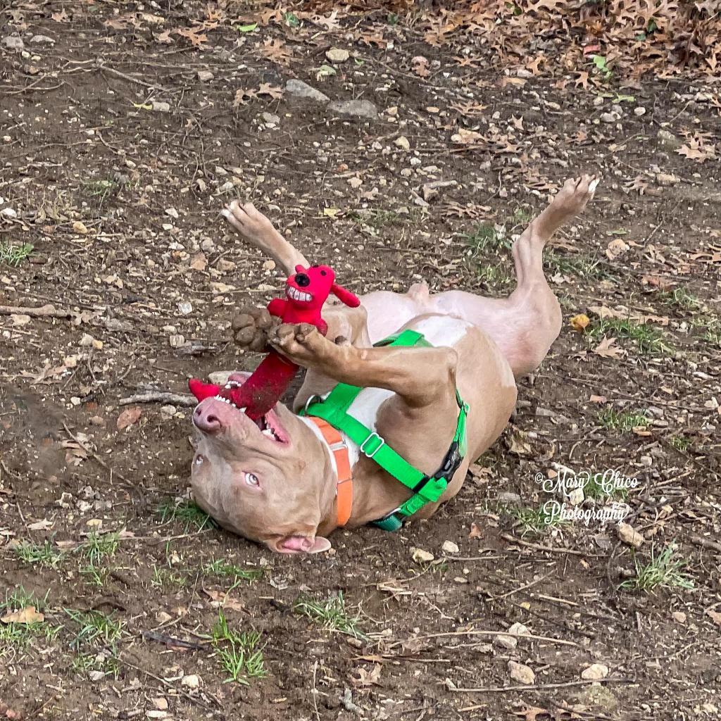 Buddy Jackson, a Adoptable Pit Bull Terrier in Baltimore, MD image 5/6