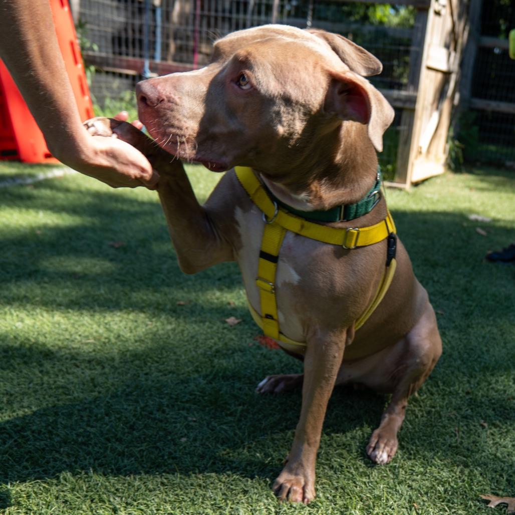 Buddy Jackson, a Adoptable Pit Bull Terrier in Baltimore, MD image 6/6