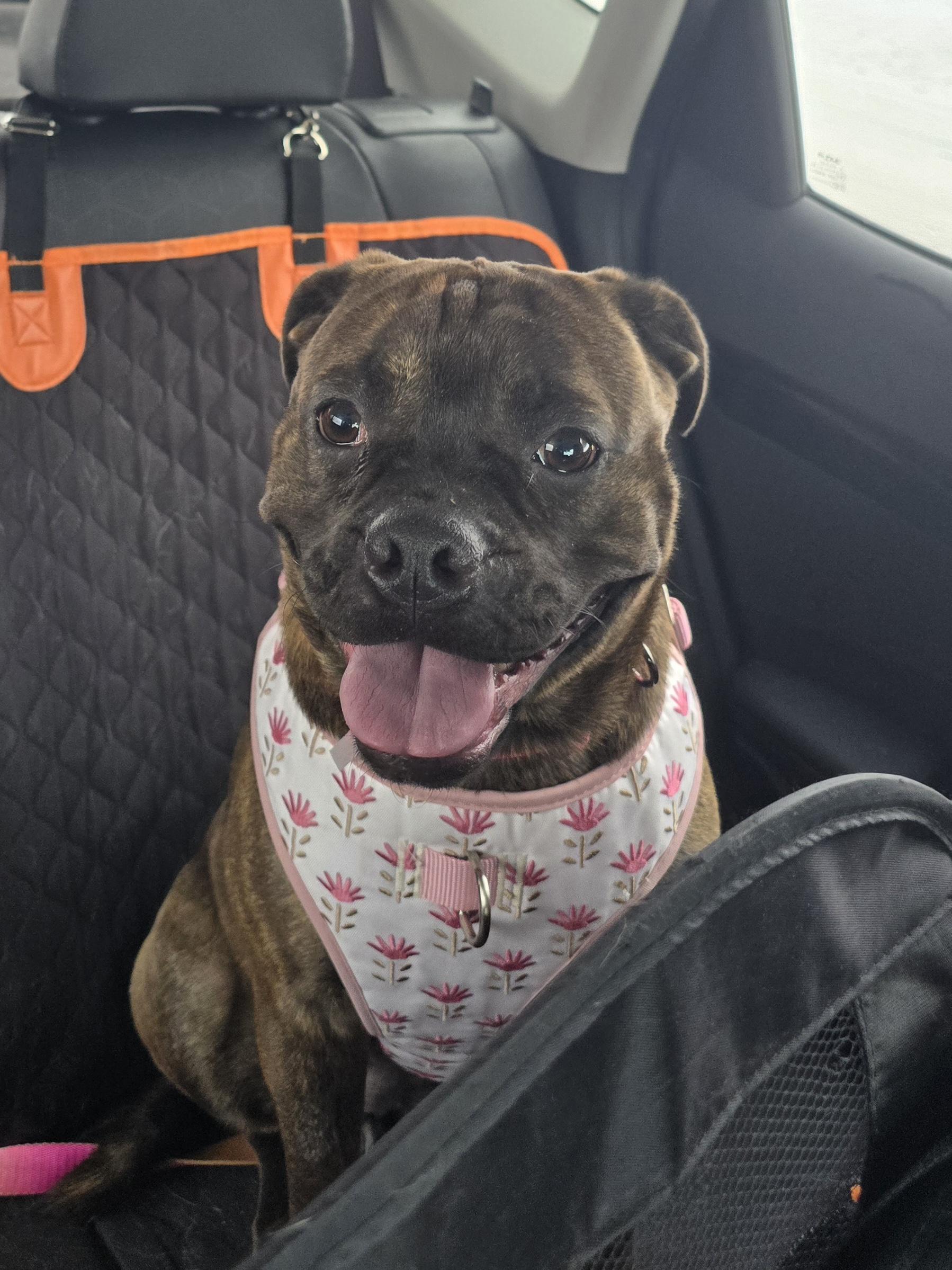 Bella, ADOPTABLE, Young Female Mixed Breed.