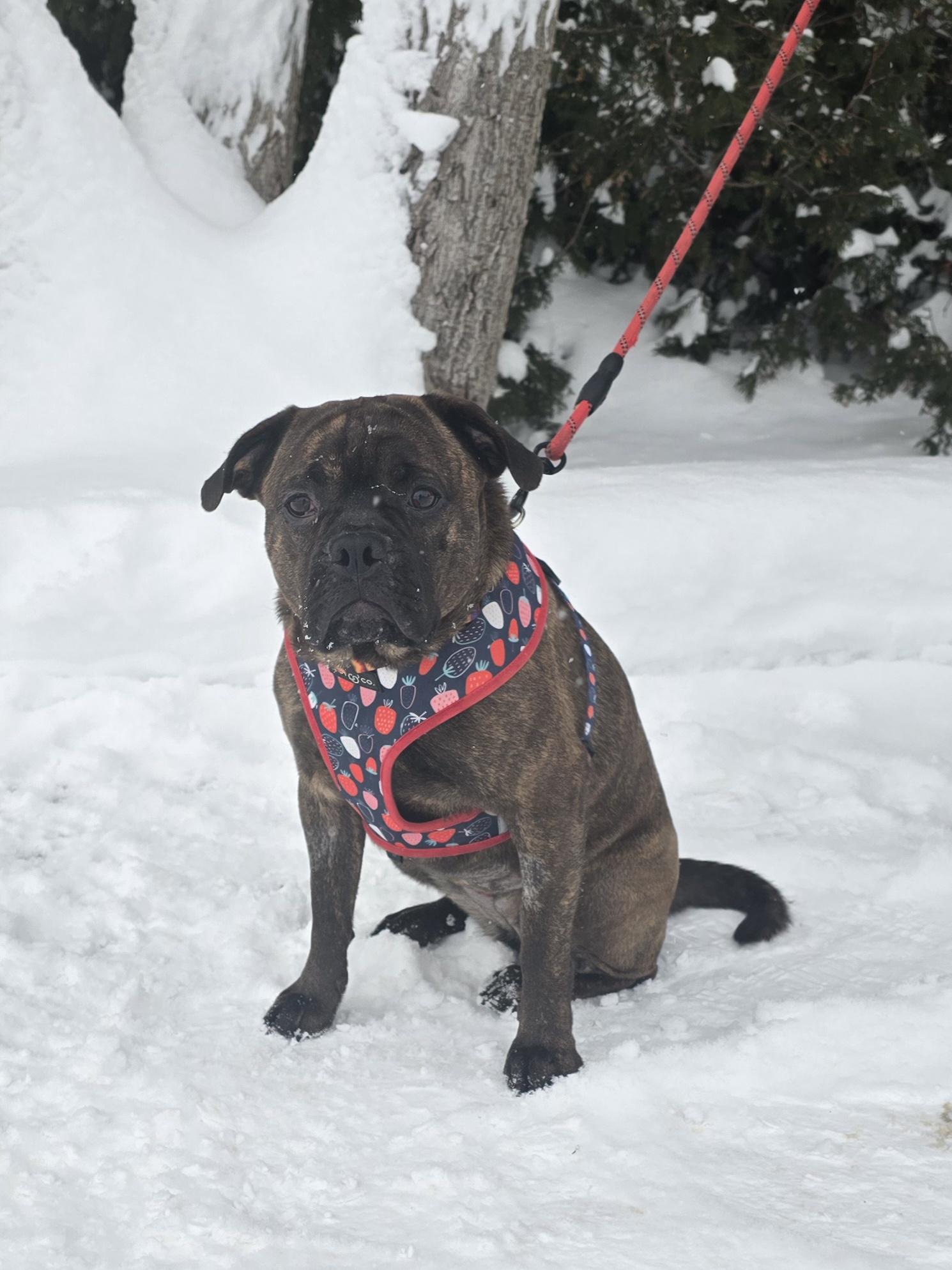 Enlarge Bella, a ADOPTABLE Mixed Breed in Chatsworth, ON image 2/2