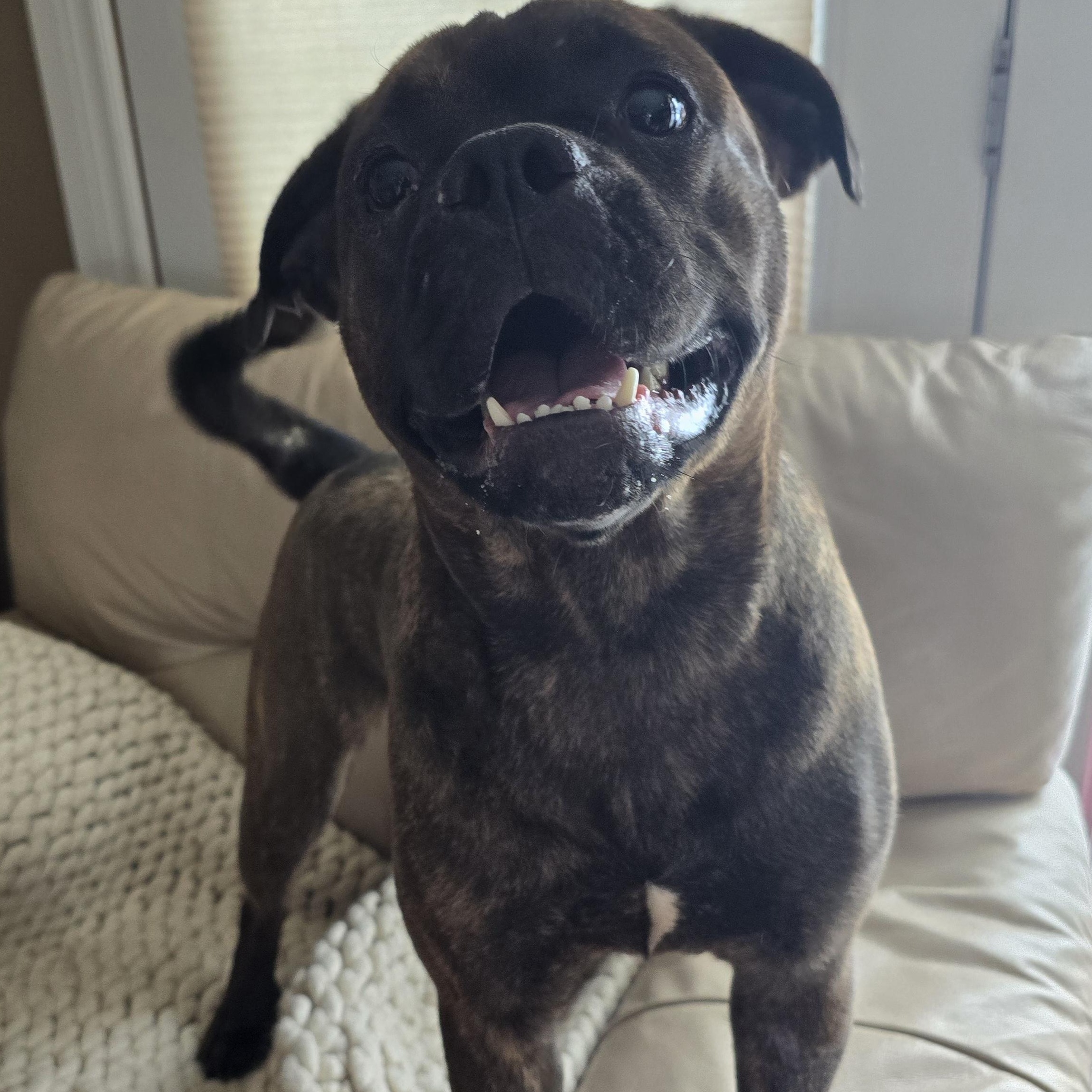 Bella, ADOPTABLE, Young Female Mixed Breed.