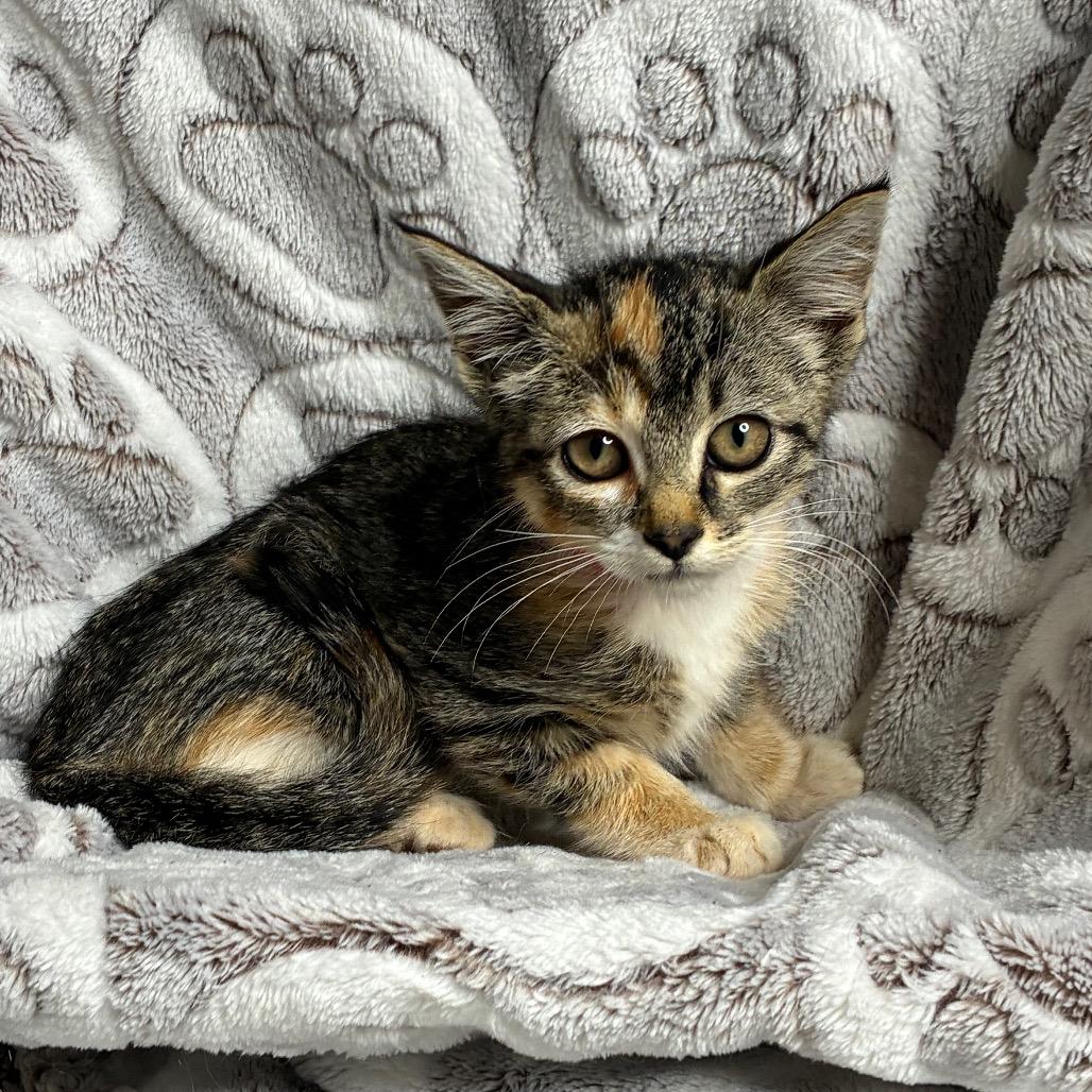 Keds, Adoptable, Kitten Female Domestic Short Hair.