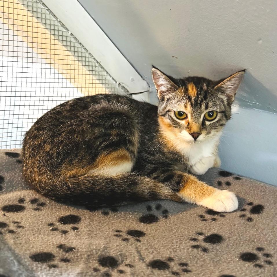 Enlarge Keds, a Adoptable Domestic Short Hair in Brownsboro, AL image 2/5