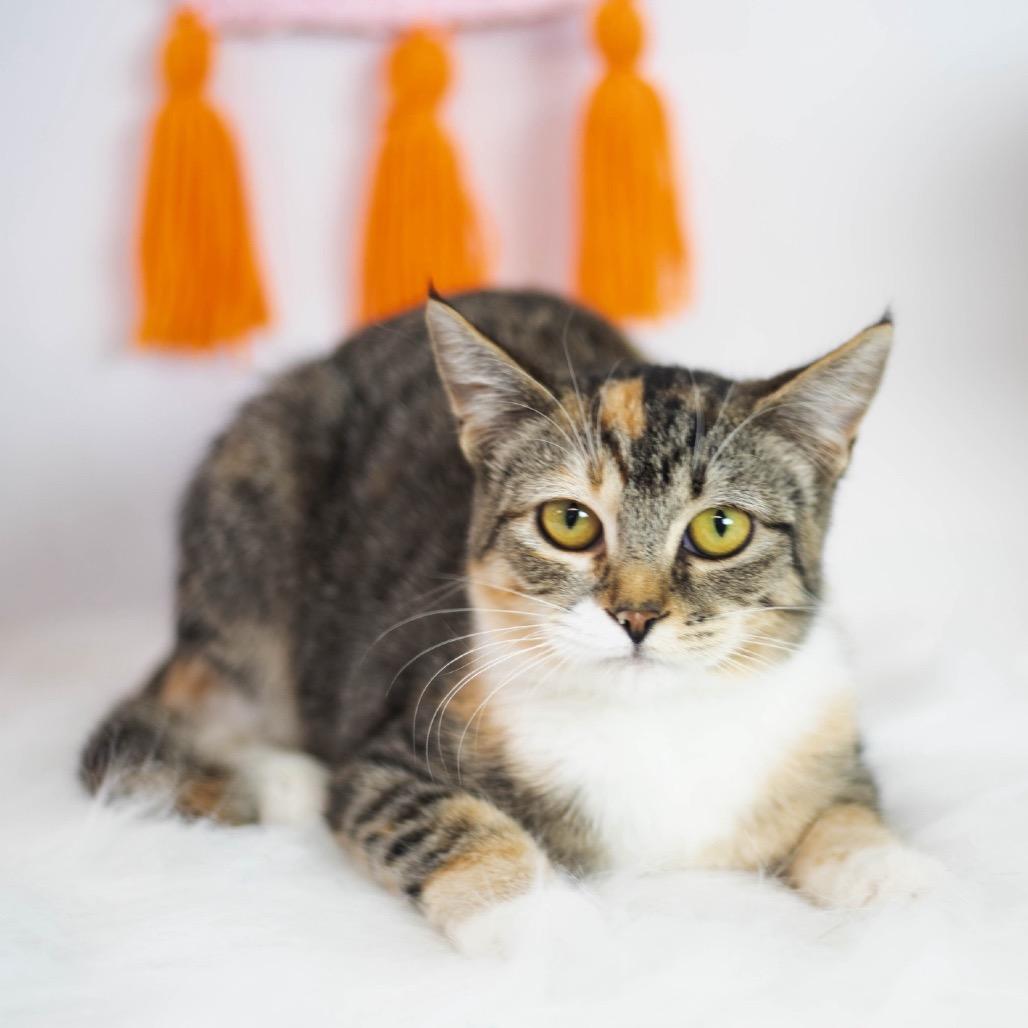 Enlarge Keds, a Adoptable Domestic Short Hair in Brownsboro, AL image 3/5
