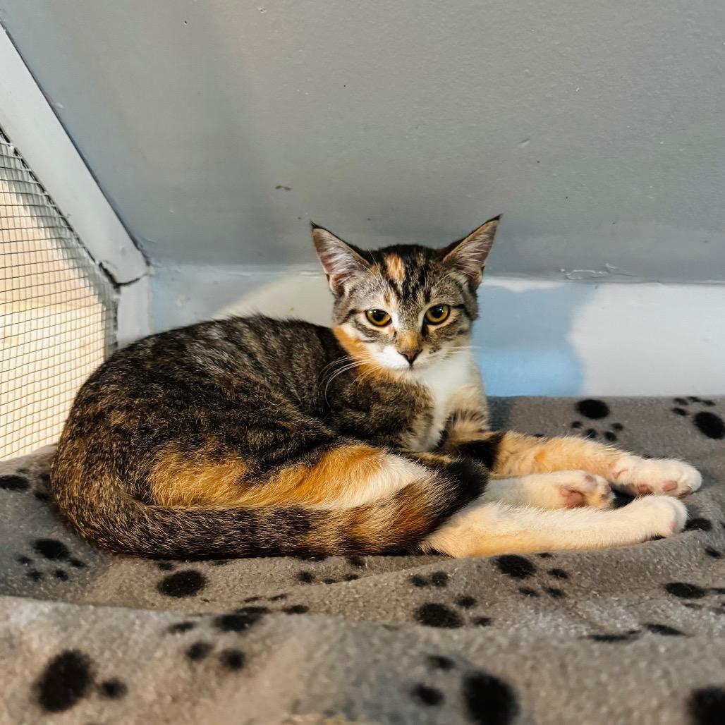 Enlarge Keds, a Adoptable Domestic Short Hair in Brownsboro, AL image 4/5