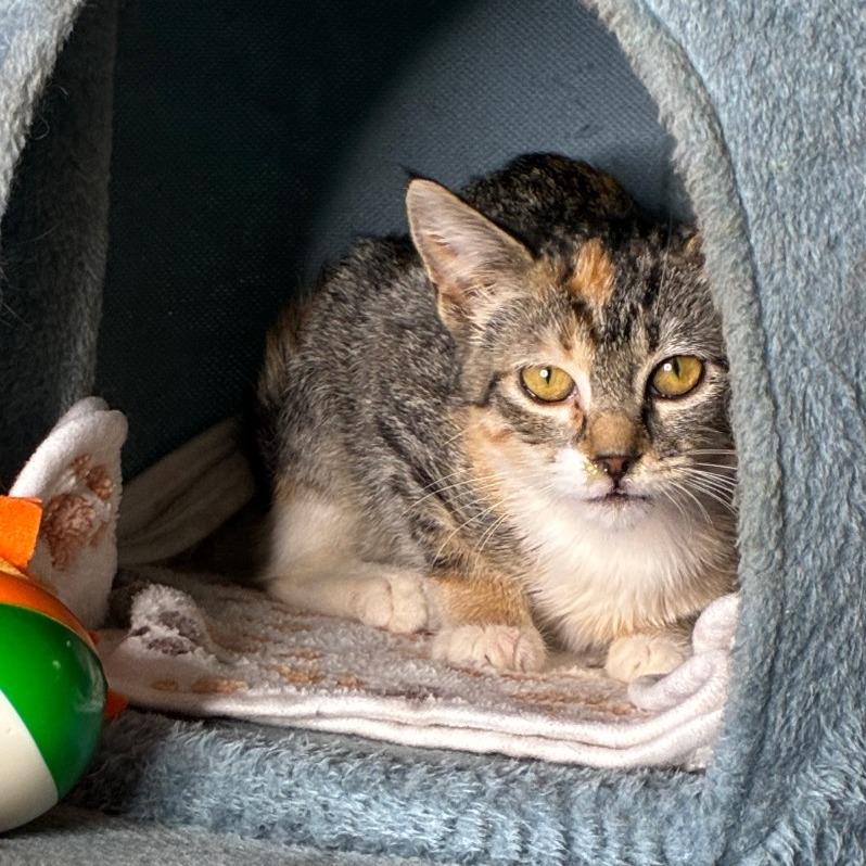 Enlarge Keds, a Adoptable Domestic Short Hair in Brownsboro, AL image 5/5