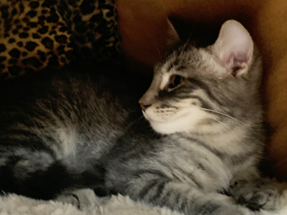 Enlarge Karma, a Adopted Tabby in Schaumburg, IL image 1/1