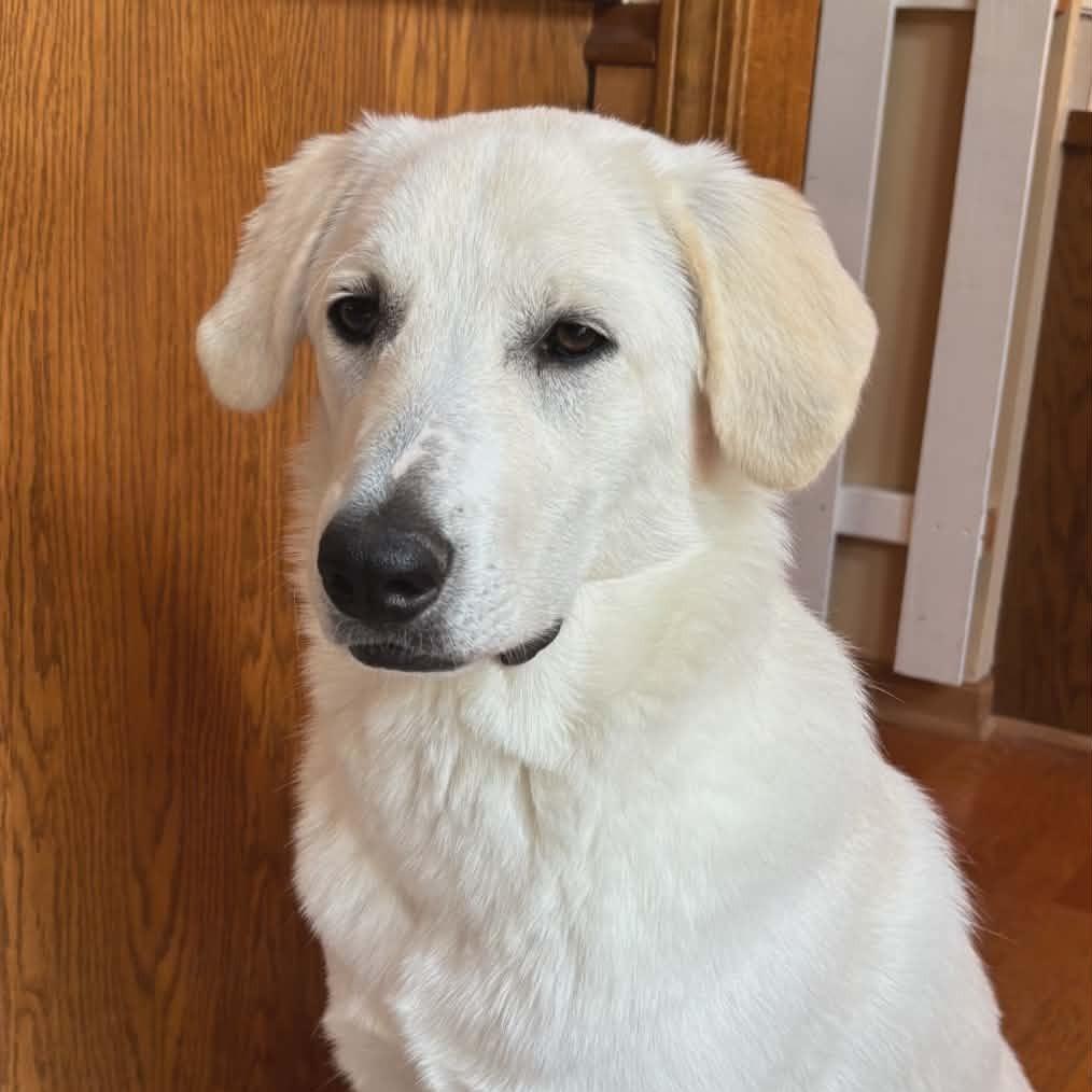 Godric, Adoptable, Young Male Great Pyrenees & Mixed Breed.