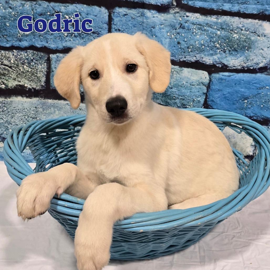 Godric, a Adoptable mixed breed in Joliet, IL image 2/2