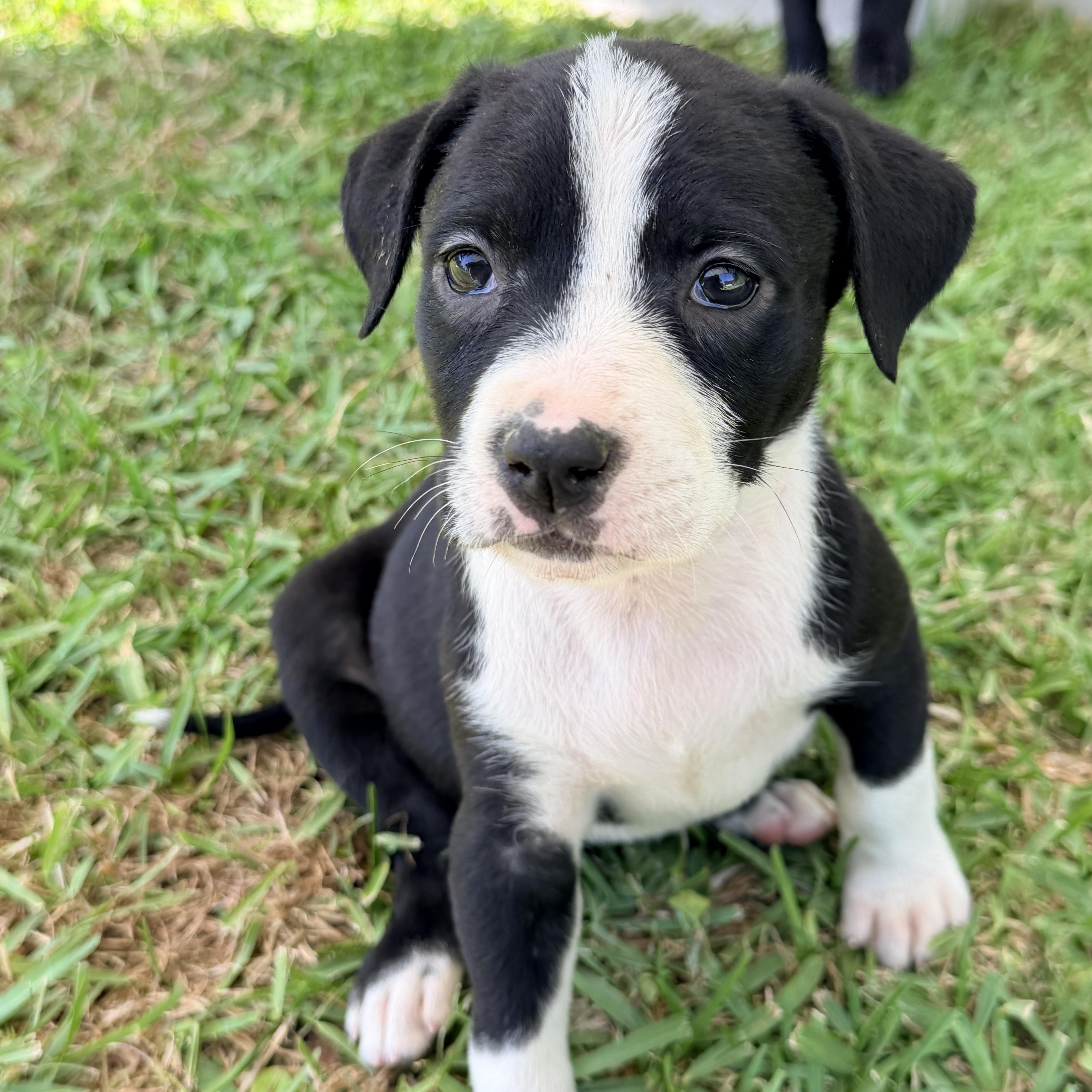 Enlarge Clover , a Adoptable mixed breed in Chickamauga, GA image 3/5
