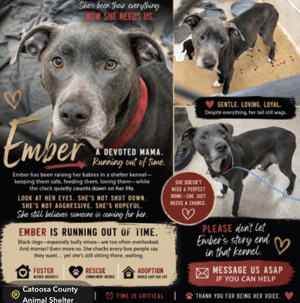 Enlarge Clover , a Adoptable mixed breed in Chickamauga, GA image 2/5