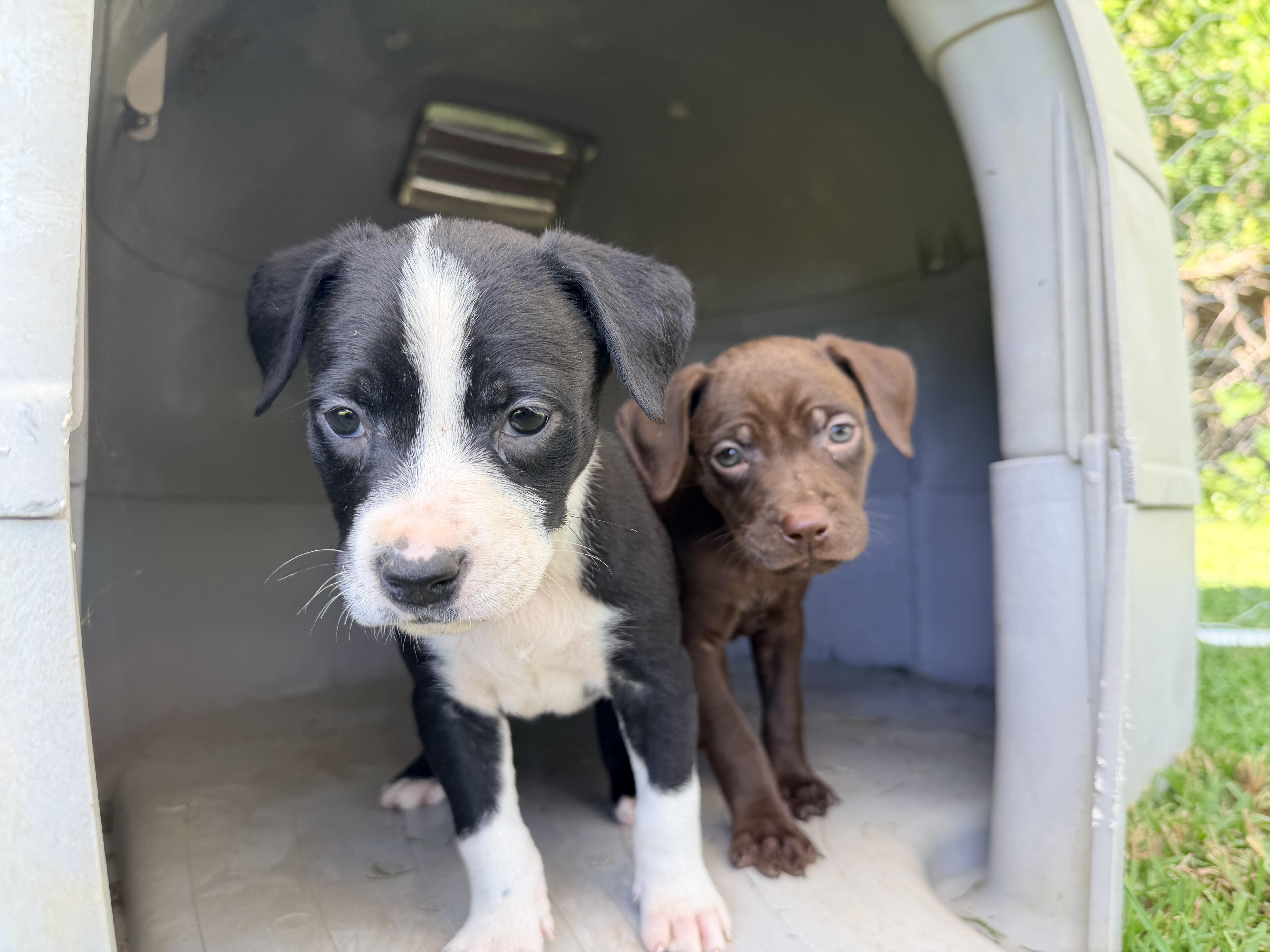 Enlarge Clover , a Adoptable mixed breed in Chickamauga, GA image 4/5