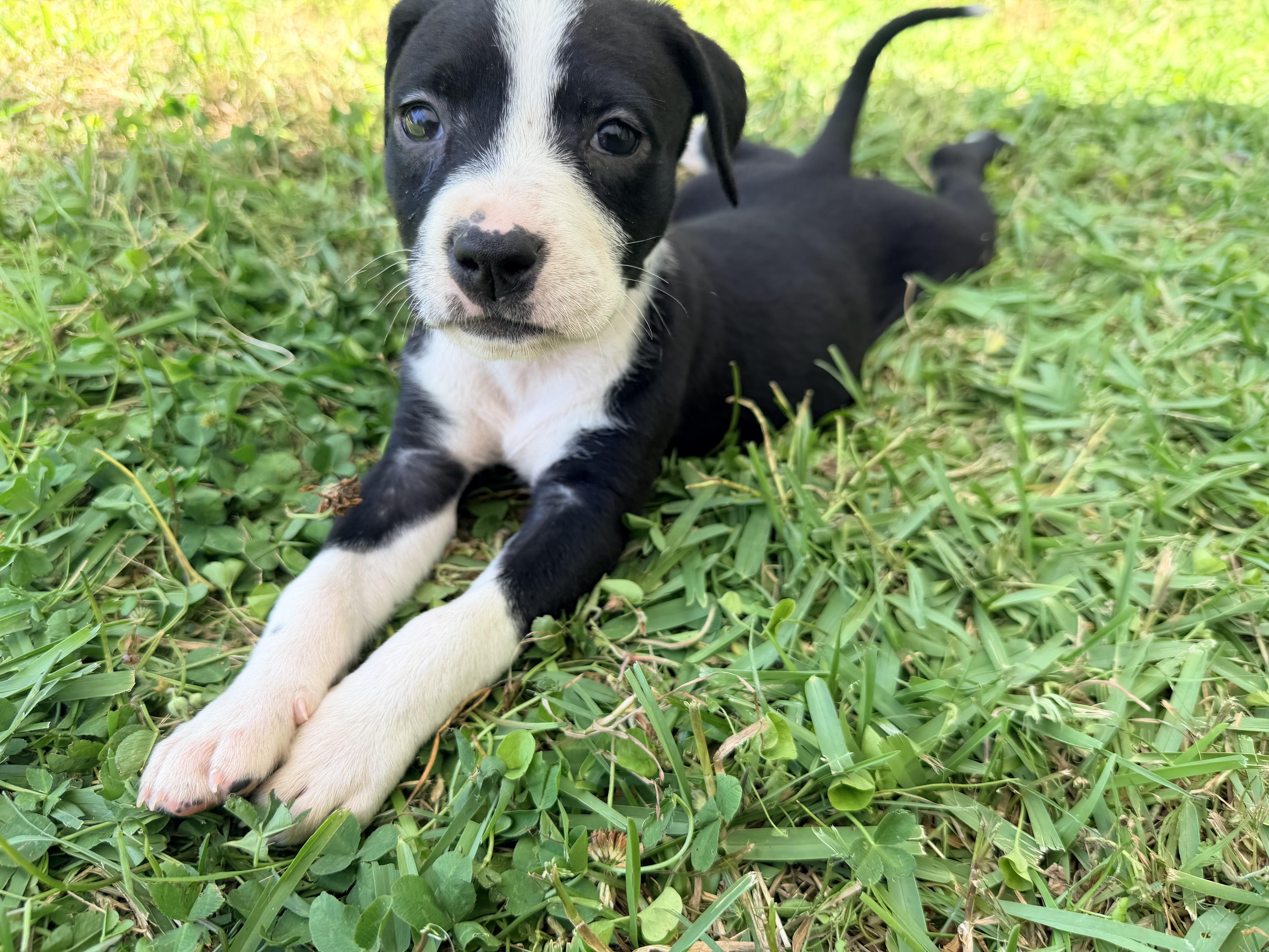 Enlarge Clover , a Adoptable mixed breed in Chickamauga, GA image 5/5
