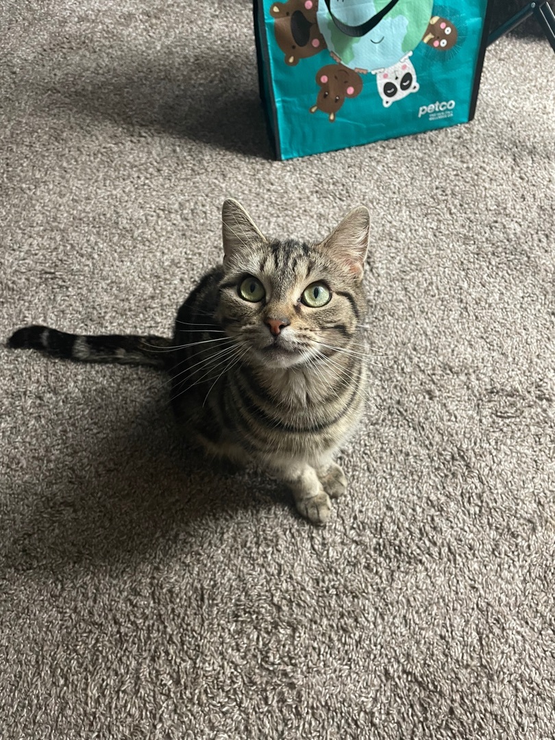 Enlarge Acorn, a Adopted Domestic Short Hair in Philadelphia, PA image 1/6