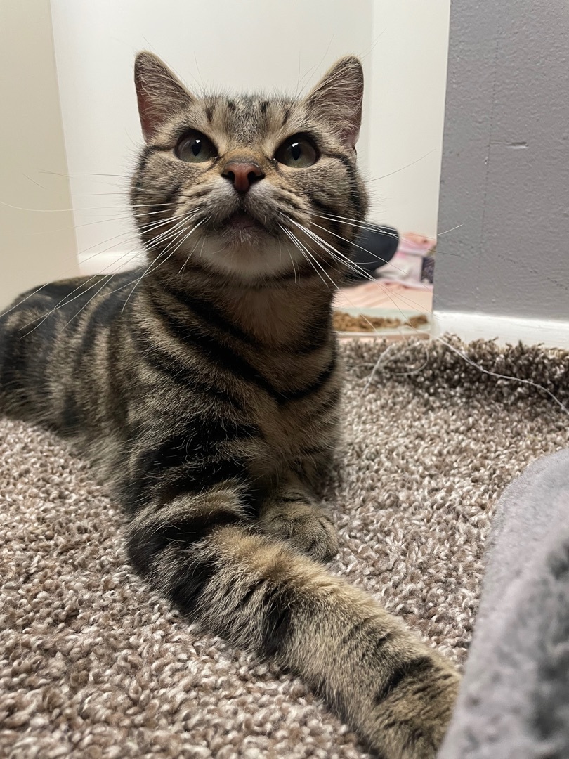 Enlarge Acorn, a Adopted Domestic Short Hair in Philadelphia, PA image 2/6