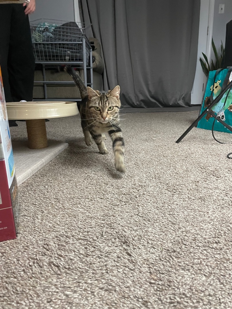 Enlarge Acorn, a Adopted Domestic Short Hair in Philadelphia, PA image 3/6