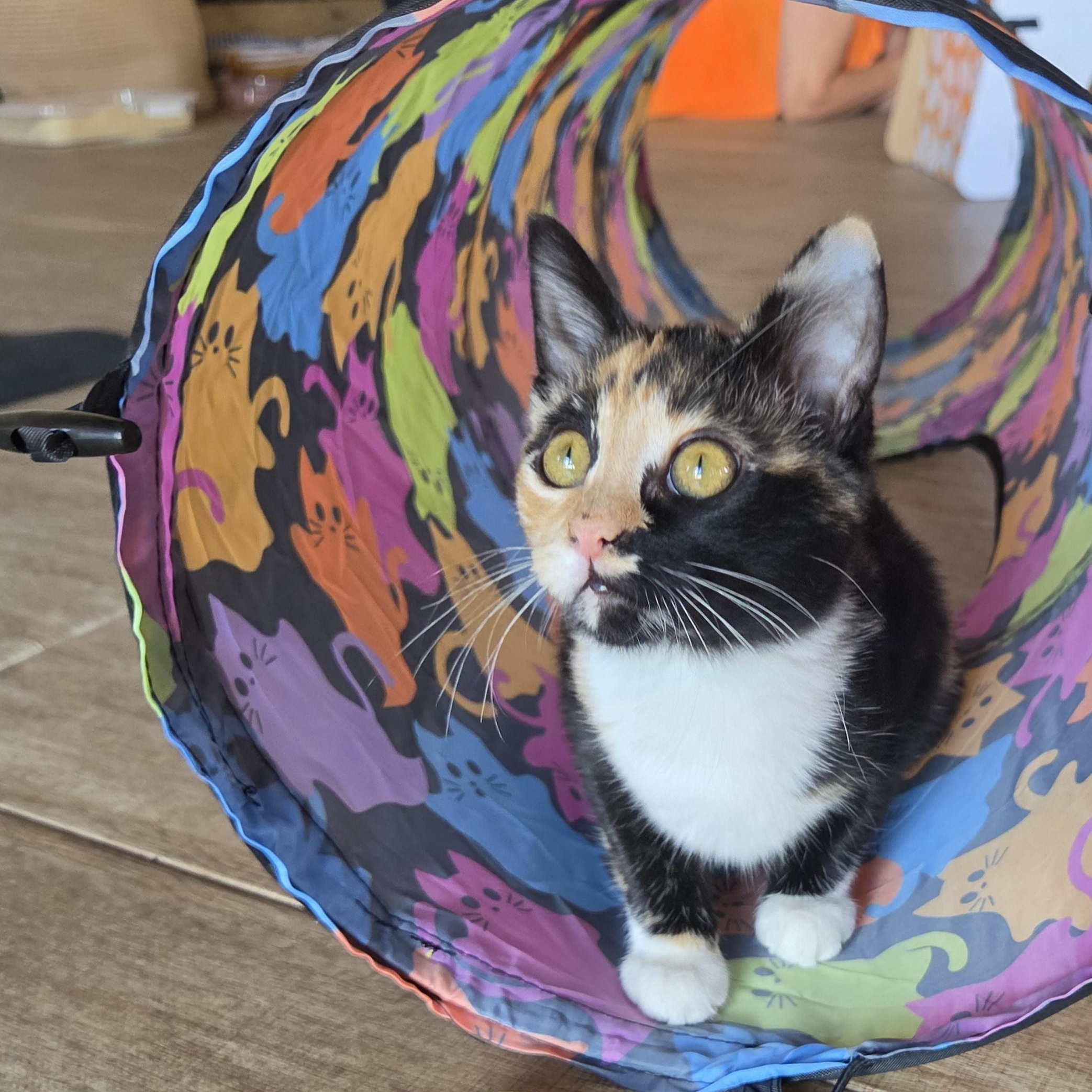 Enlarge Wren, a Adopted Domestic Short Hair in Fort Oglethorpe, GA image 2/6