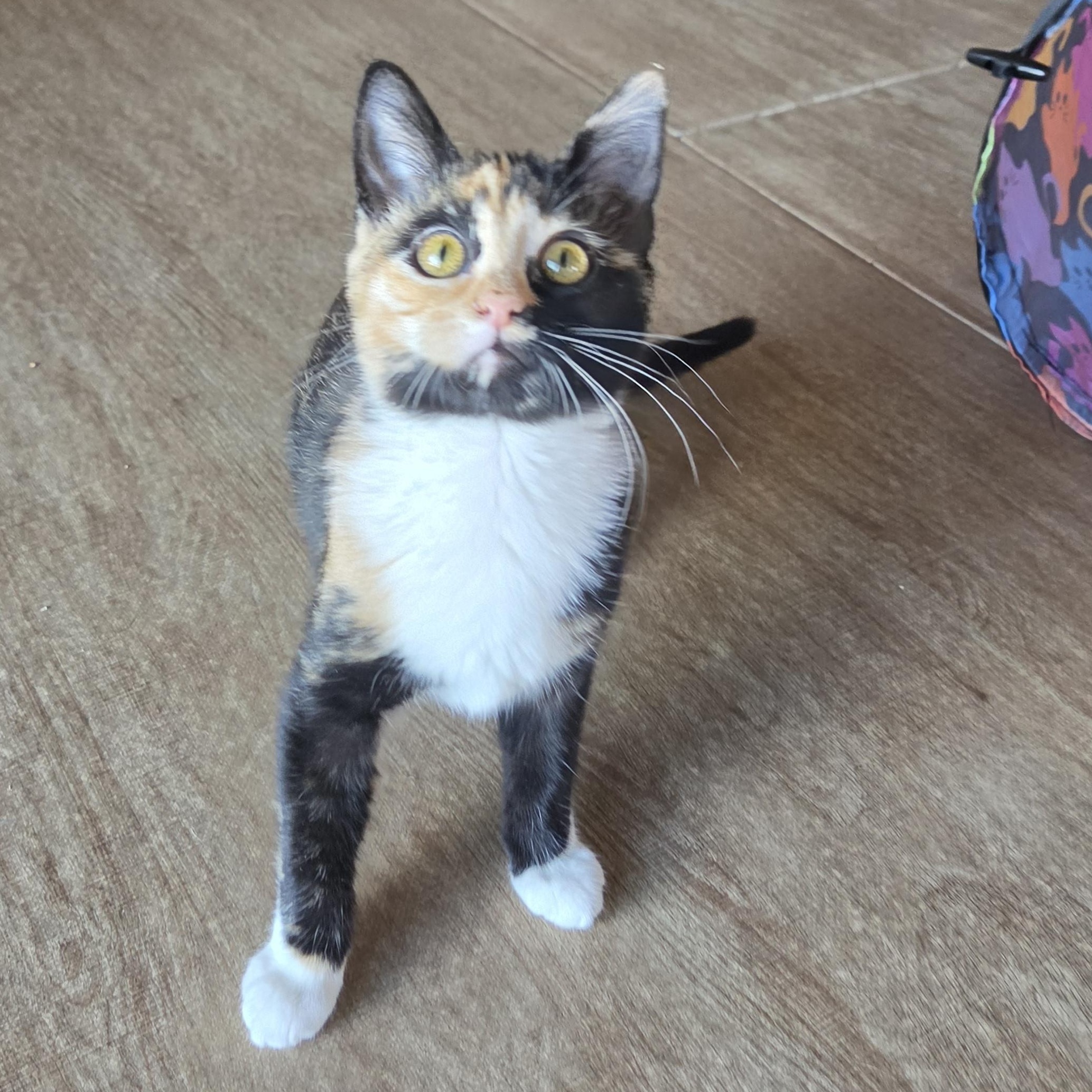Enlarge Wren, a Adopted Domestic Short Hair in Fort Oglethorpe, GA image 4/6