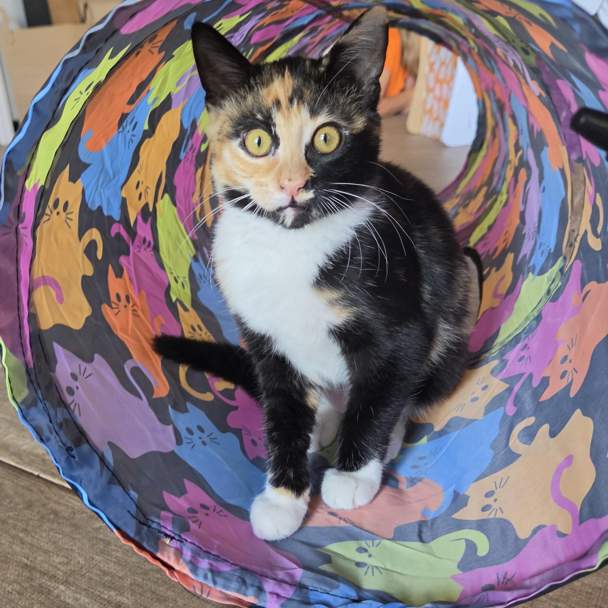 Wren, Adopted, Kitten Female Domestic Short Hair.
