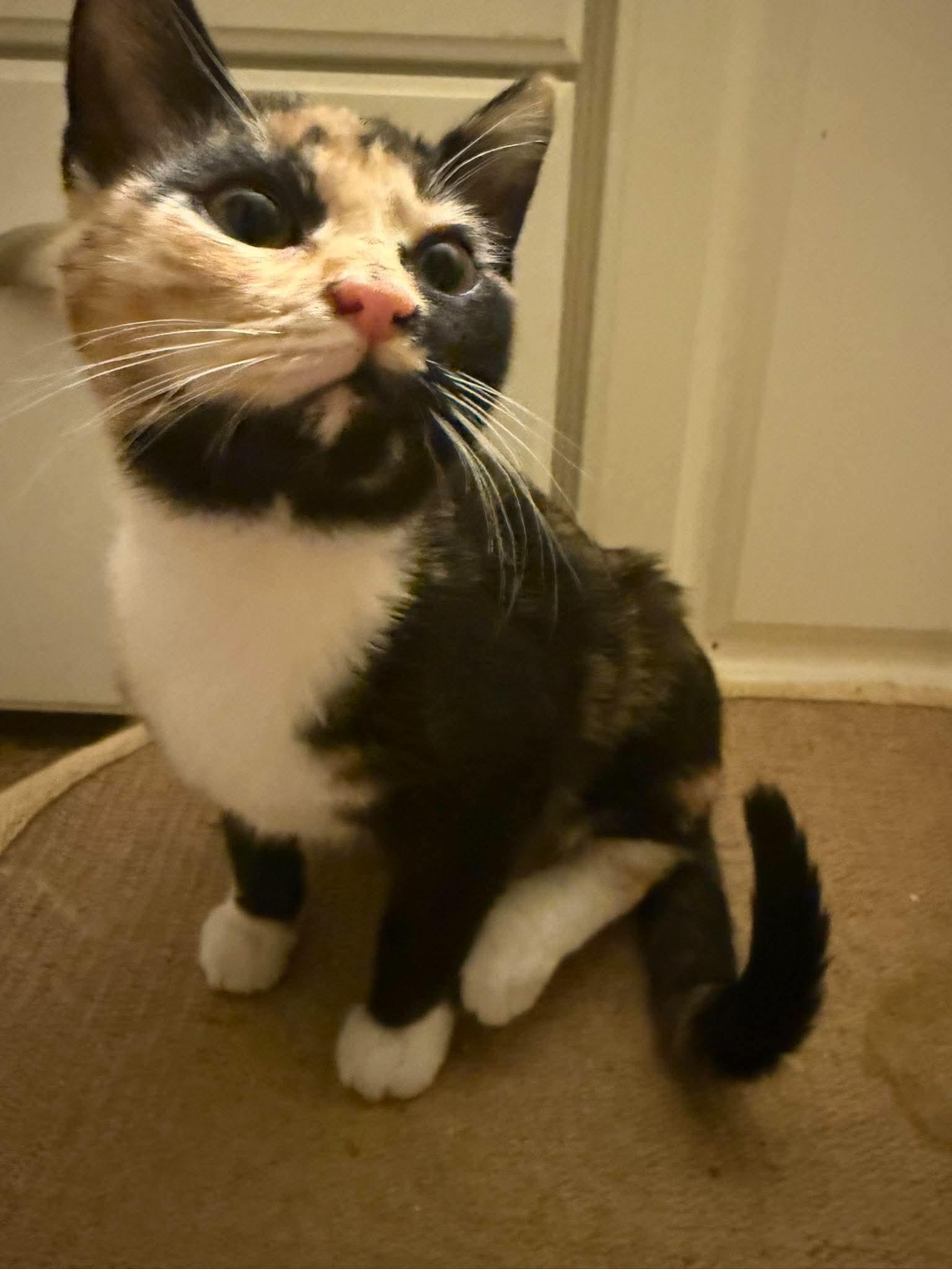 Enlarge Wren, a Adopted Domestic Short Hair in Fort Oglethorpe, GA image 6/6