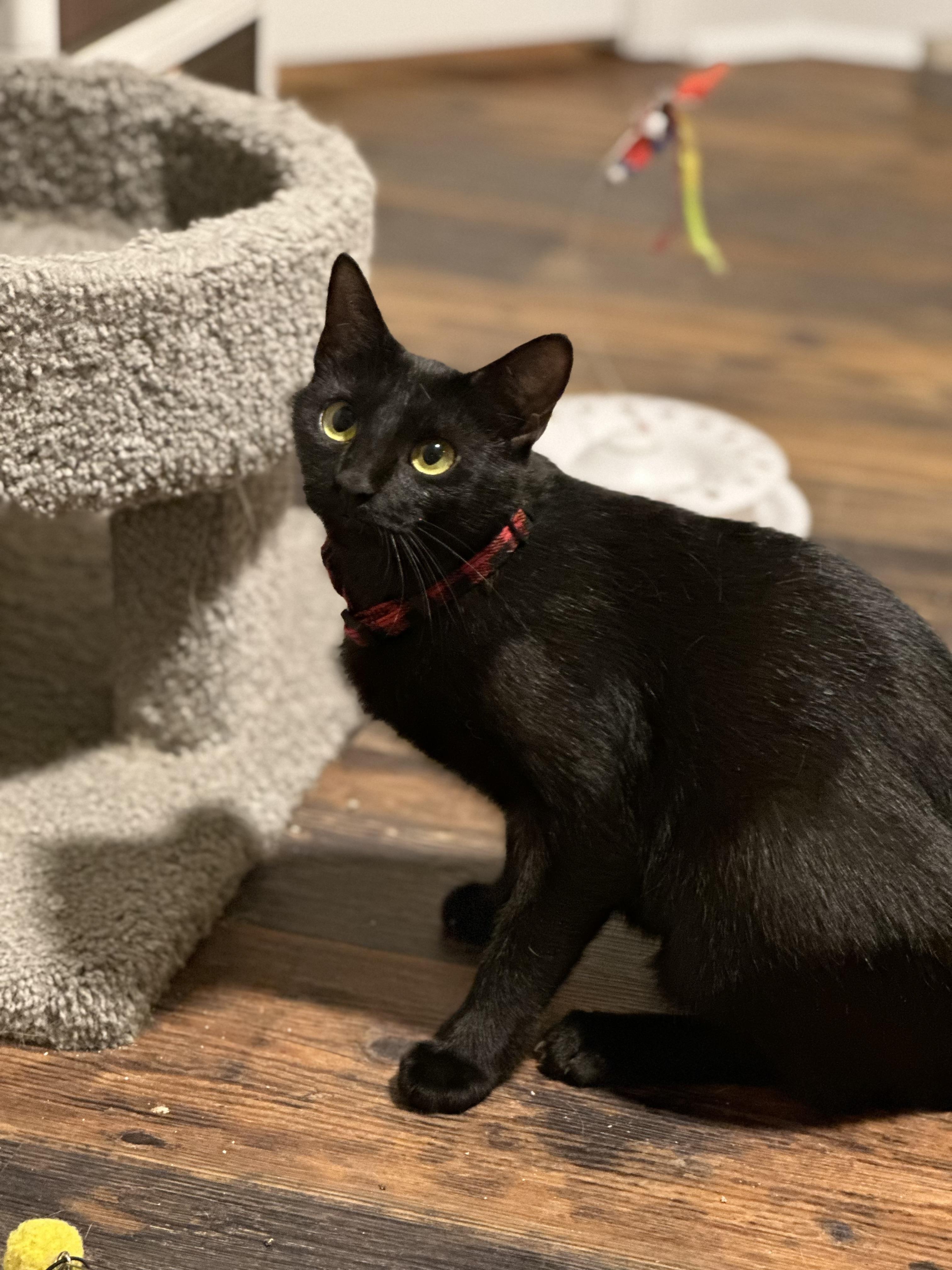 Jett, Young Female Domestic Short Hair