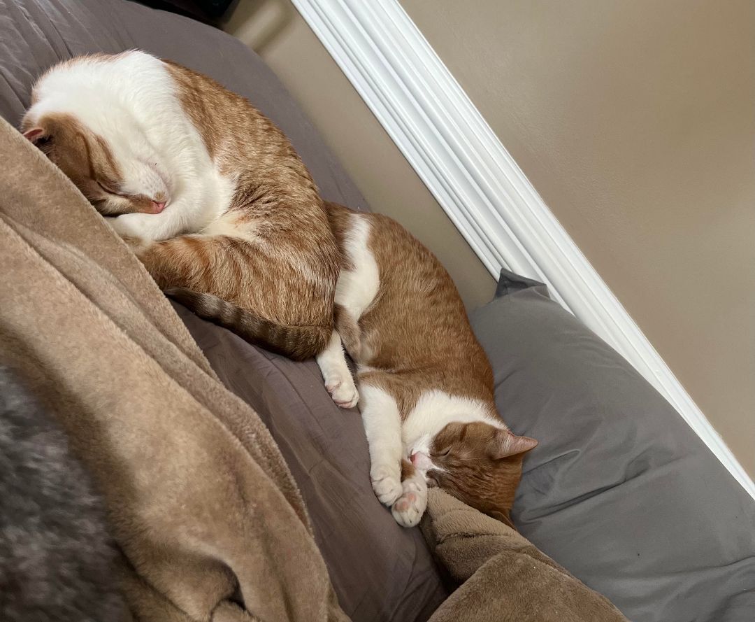 Sunny, a Adoptable mixed breed in Morganton, NC image 1/4