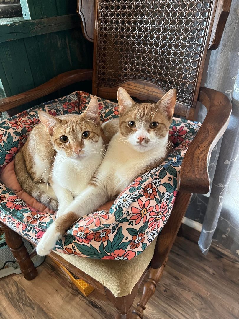 Sunny, a Adoptable mixed breed in Morganton, NC image 2/4