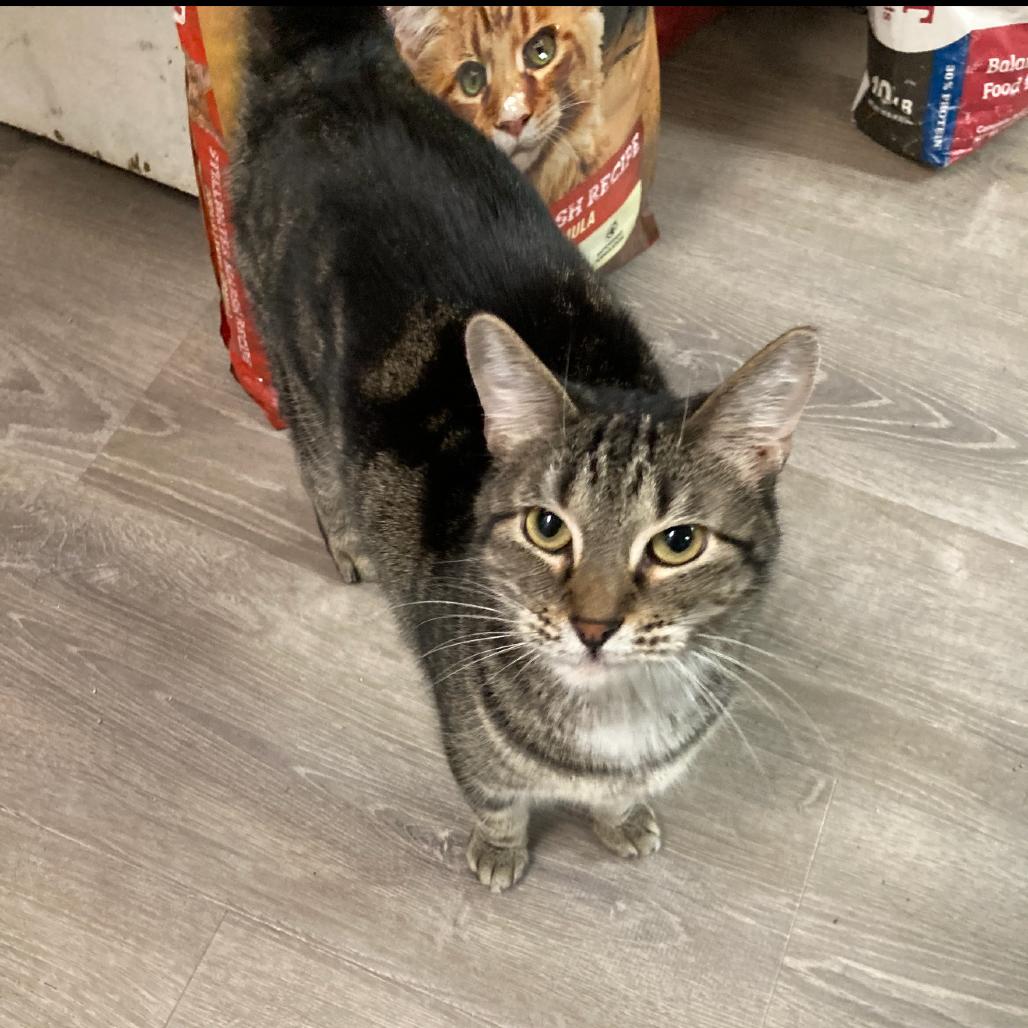 CC (Ceiling Cat) Rafters, Adoptable, Adult Female Domestic Short Hair.
