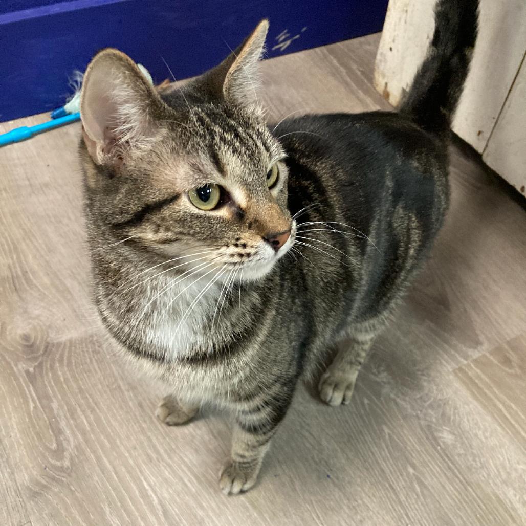 CC (Ceiling Cat) Rafters, a Adoptable Domestic Short Hair in Granby, MO image 2/2