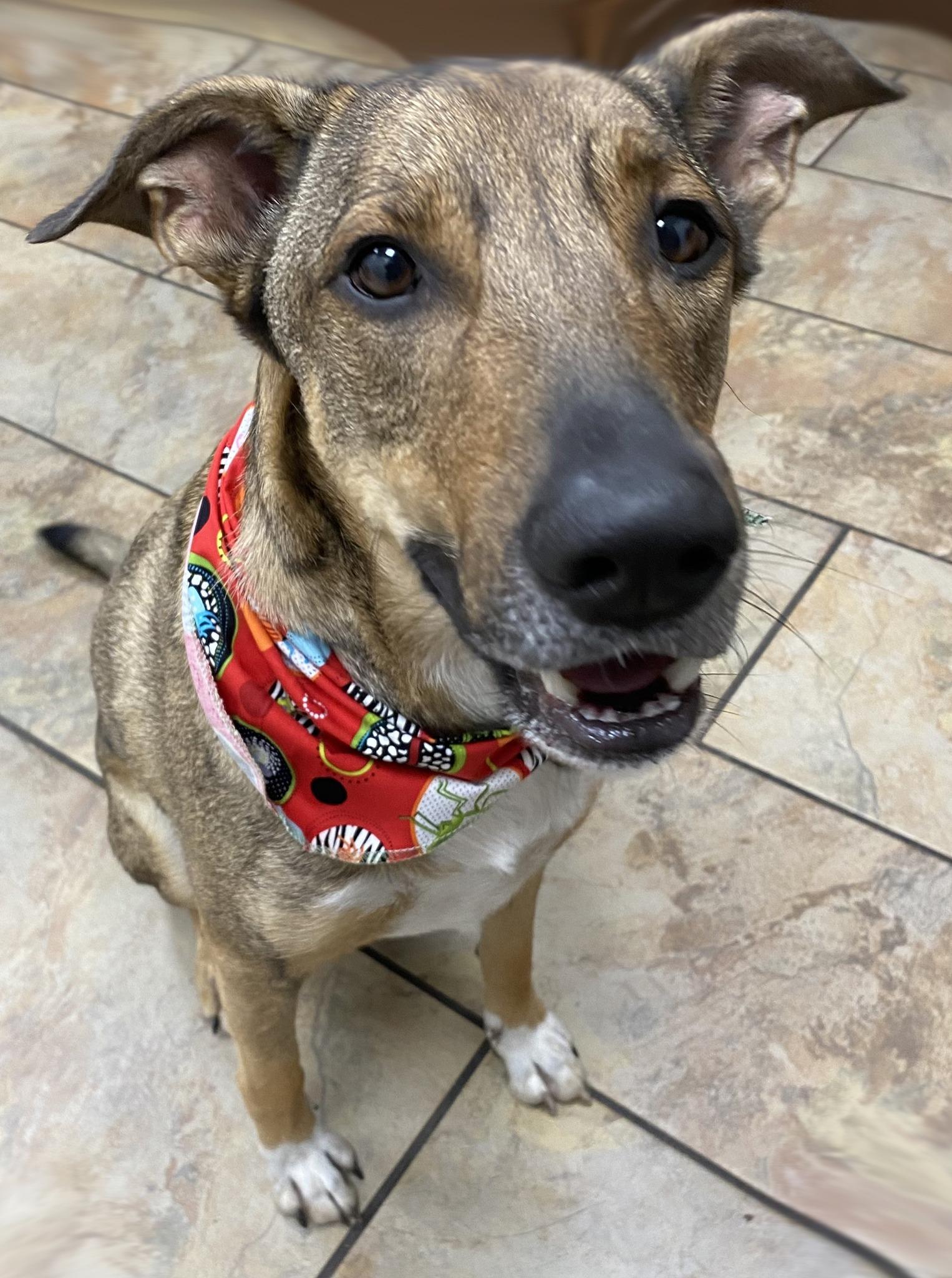 JAXON, a Adoptable Mixed Breed in Montreal, QC image 1/3