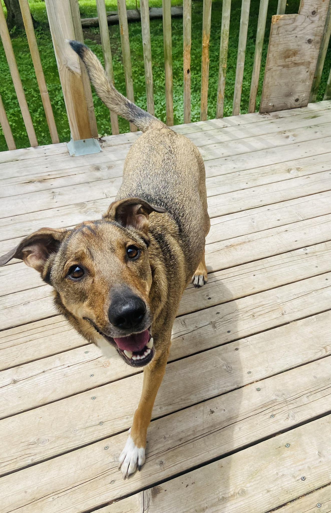 JAXON, a Adoptable Mixed Breed in Montreal, QC image 2/3