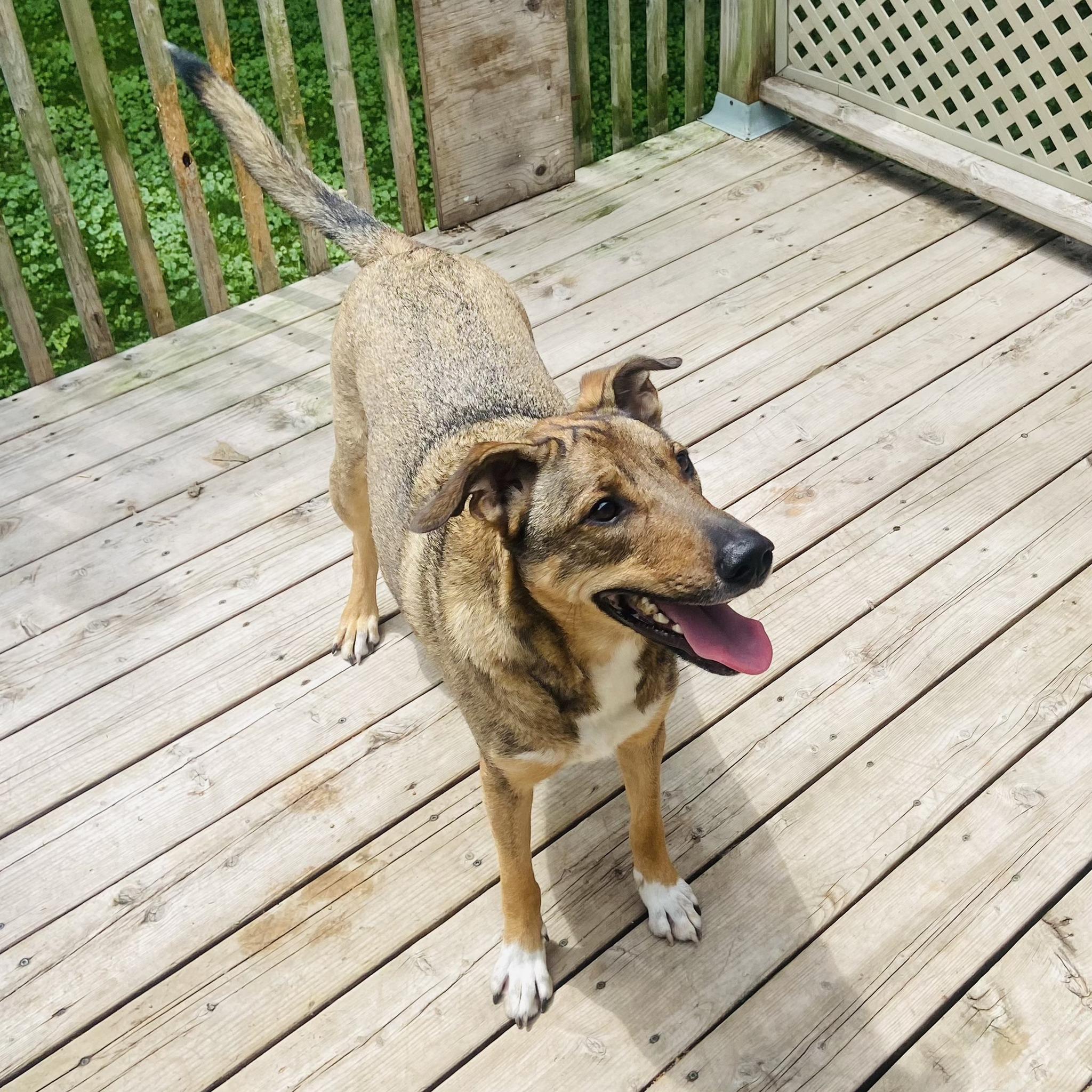 JAXON, a Adoptable Mixed Breed in Montreal, QC image 3/3