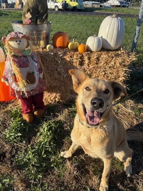 Binks, Adoptable, Young Male German Shepherd Dog & Border Collie.