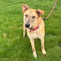 Enlarge Binks, a Adoptable mixed breed in Reedsport, OR image 5/6