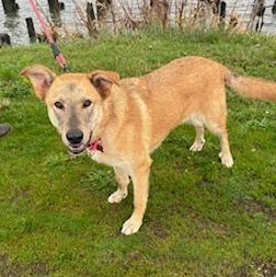 Enlarge Binks, a Adoptable mixed breed in Reedsport, OR image 6/6