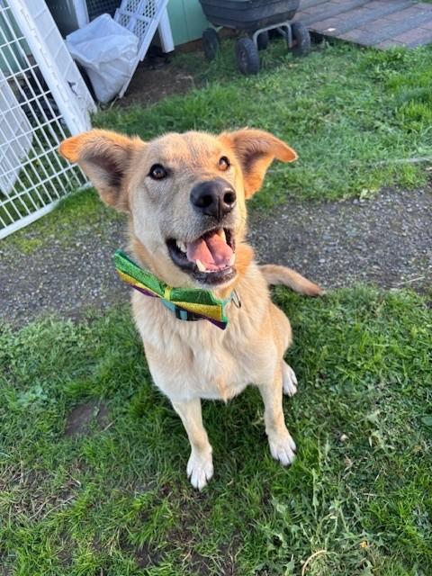 Enlarge Binks, a Adoptable mixed breed in Reedsport, OR image 2/6