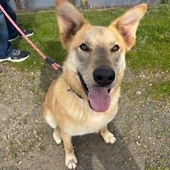 Enlarge Binks, a Adoptable mixed breed in Reedsport, OR image 3/6