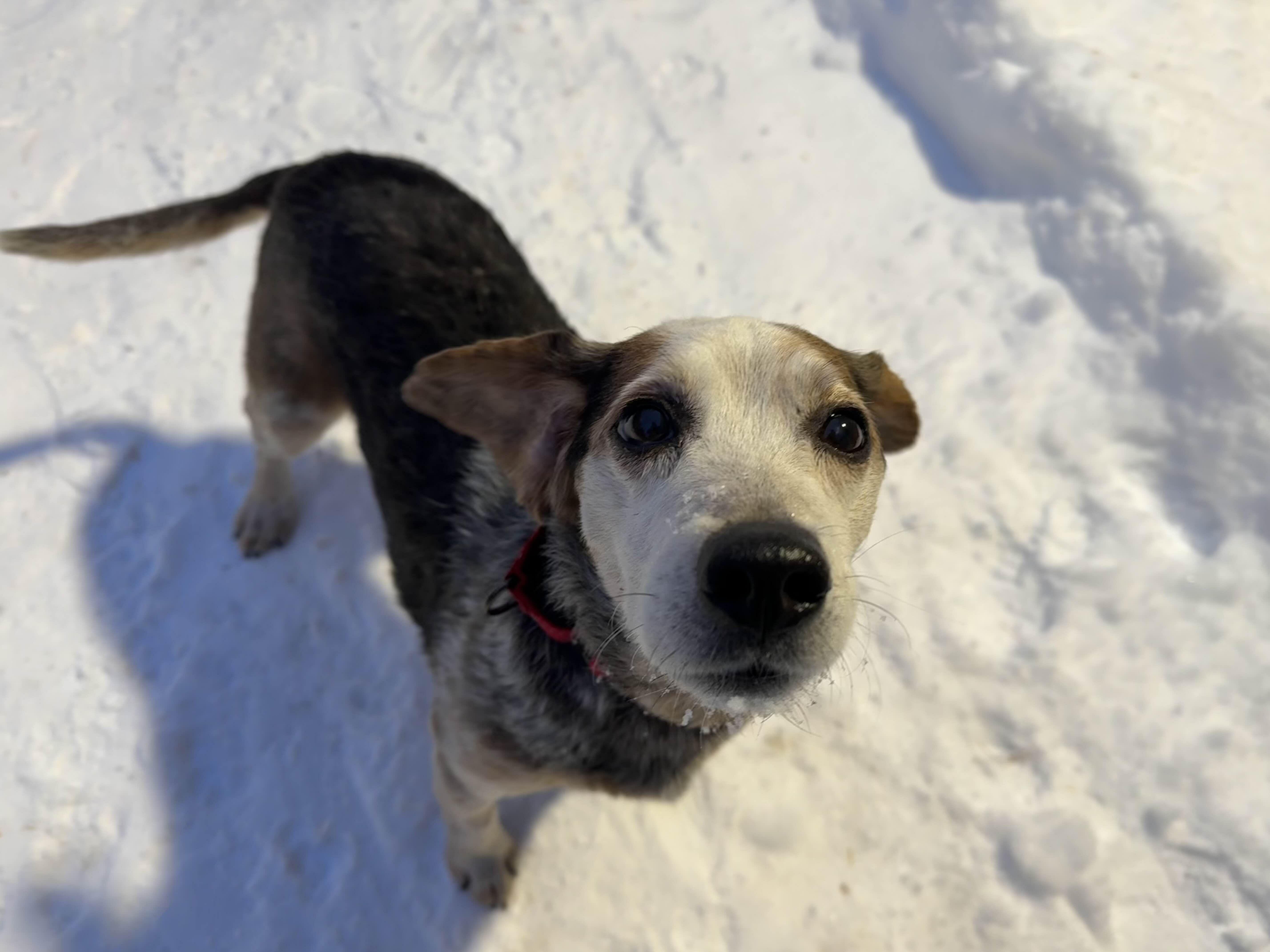 Cletus, ADOPTABLE, Adult Male Beagle.