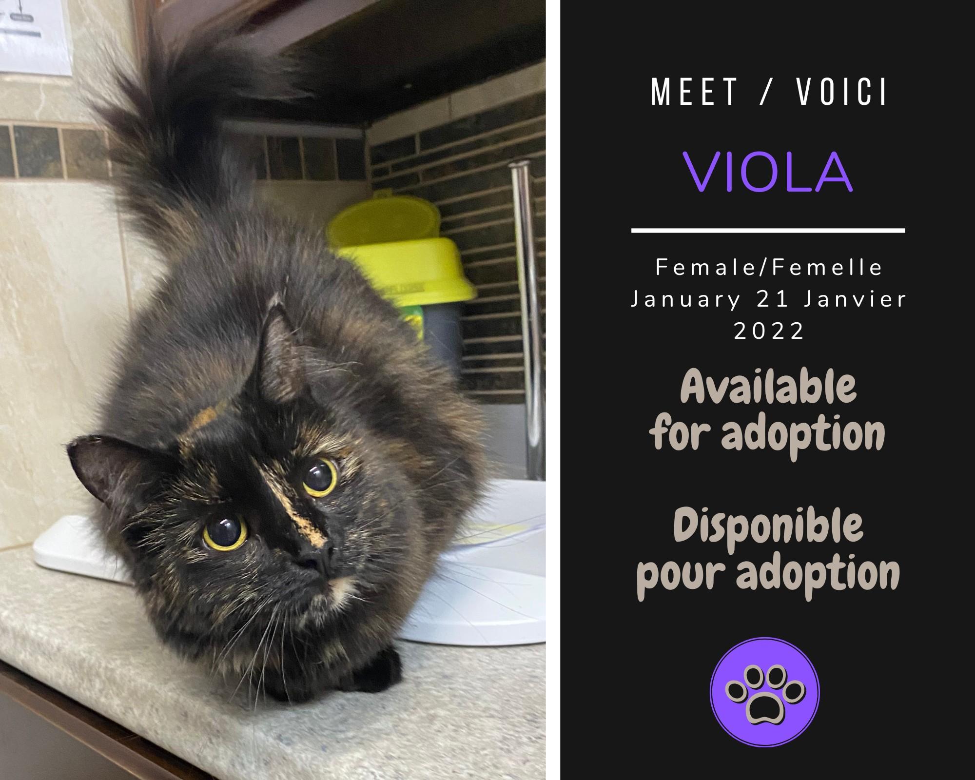 Enlarge Viola, a Adopted Domestic Long Hair in Dsl De Drummond, NB image 1/1