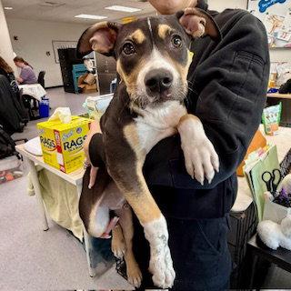 Huey Newton, Adopted, Puppy Male Pit Bull Terrier.