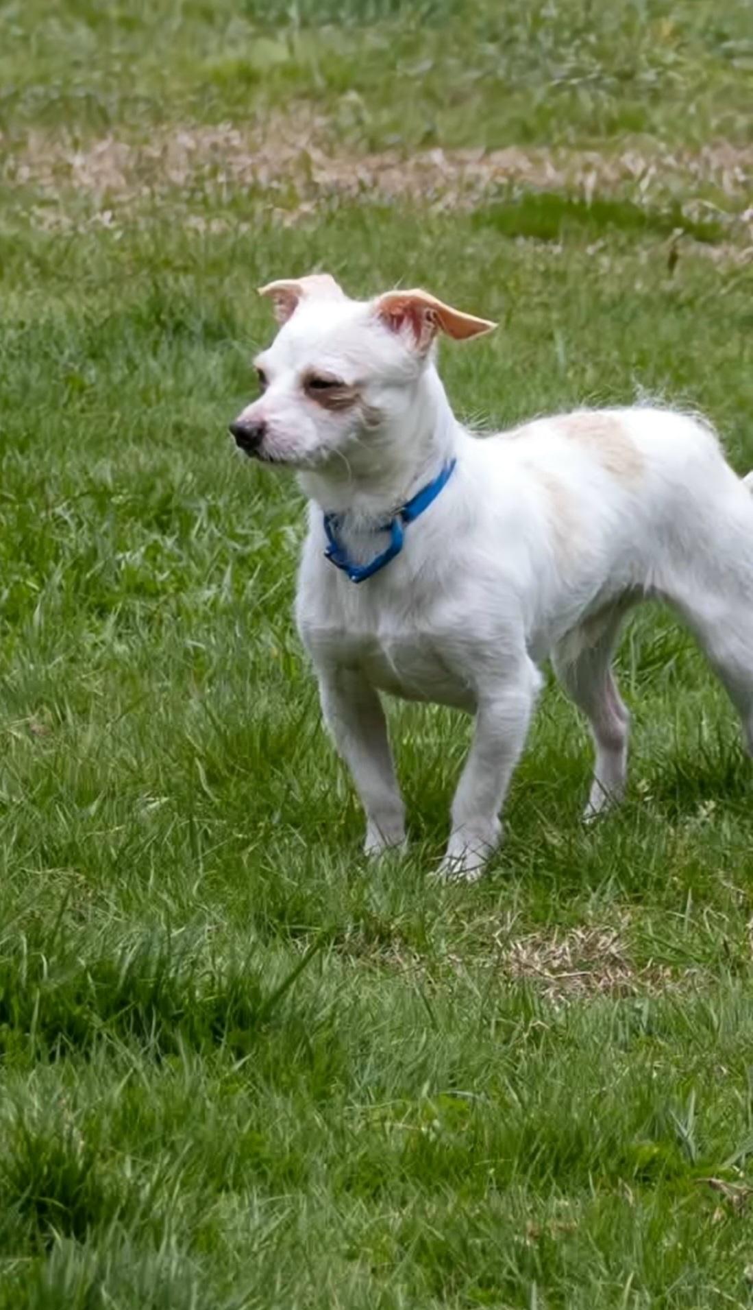 PETER Brady Bunch, Adoptable, Adult Male Chihuahua.