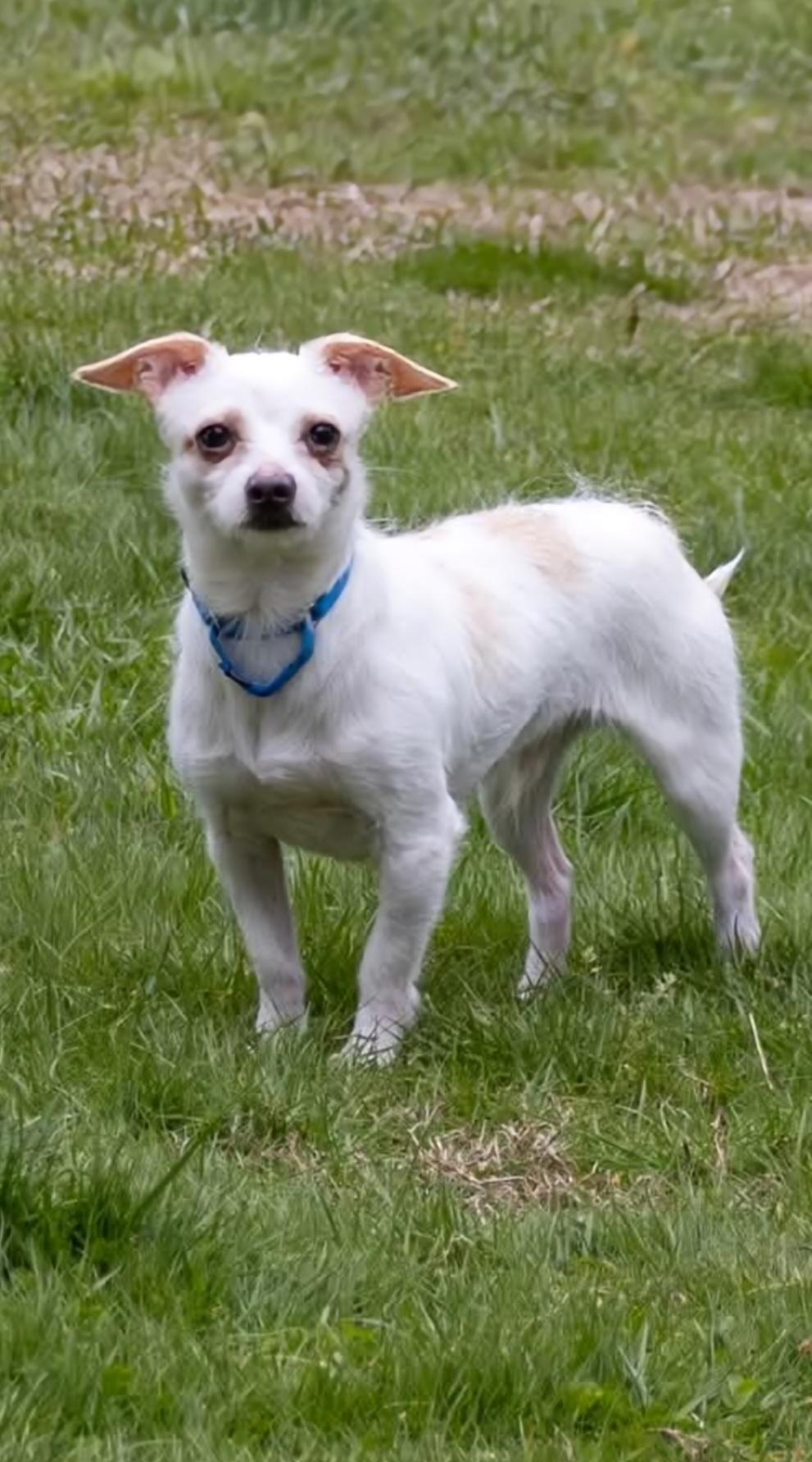 PETER Brady Bunch, a Adoptable mixed breed in Terryville, CT image 2/3