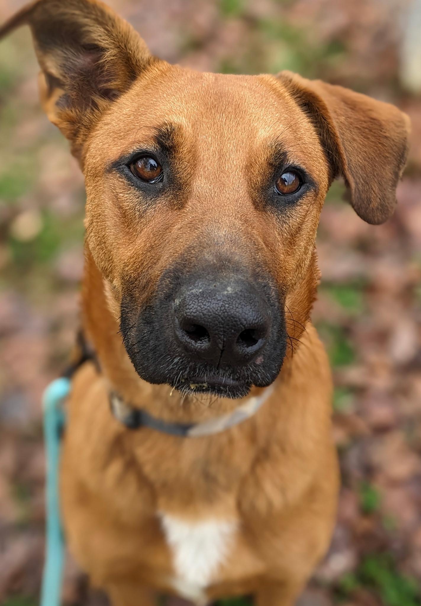 Cooper, a Adoptable mixed breed in South Portland, ME image 1/6