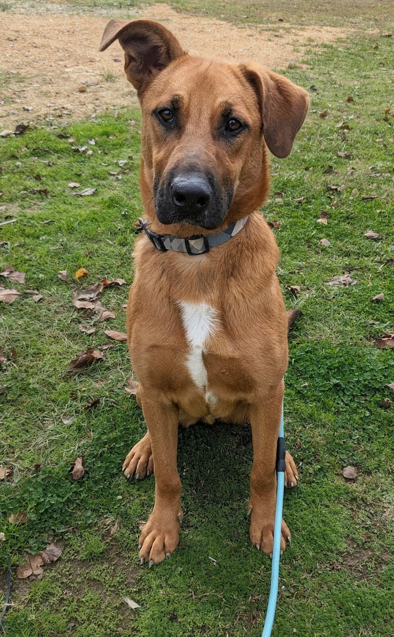 Cooper, a Adoptable mixed breed in South Portland, ME image 2/6