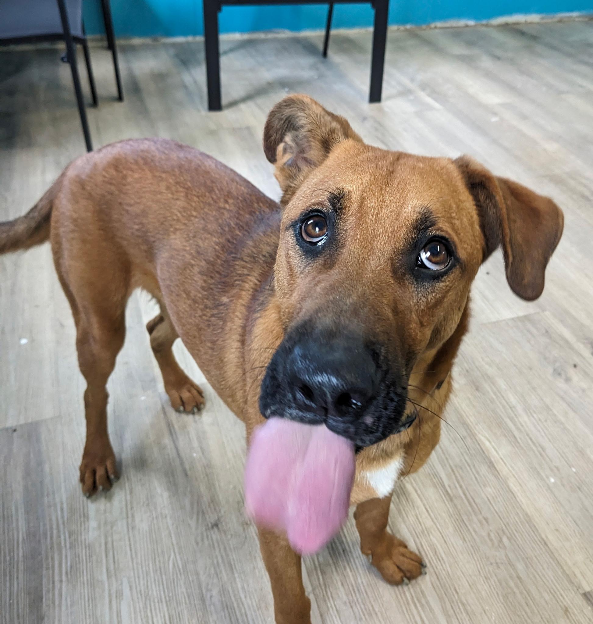 Cooper, a Adoptable mixed breed in South Portland, ME image 3/6