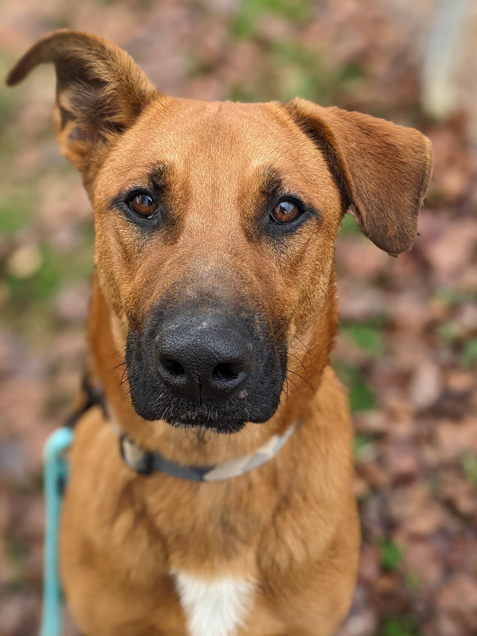 Cooper, a Adoptable mixed breed in South Portland, ME image 4/6