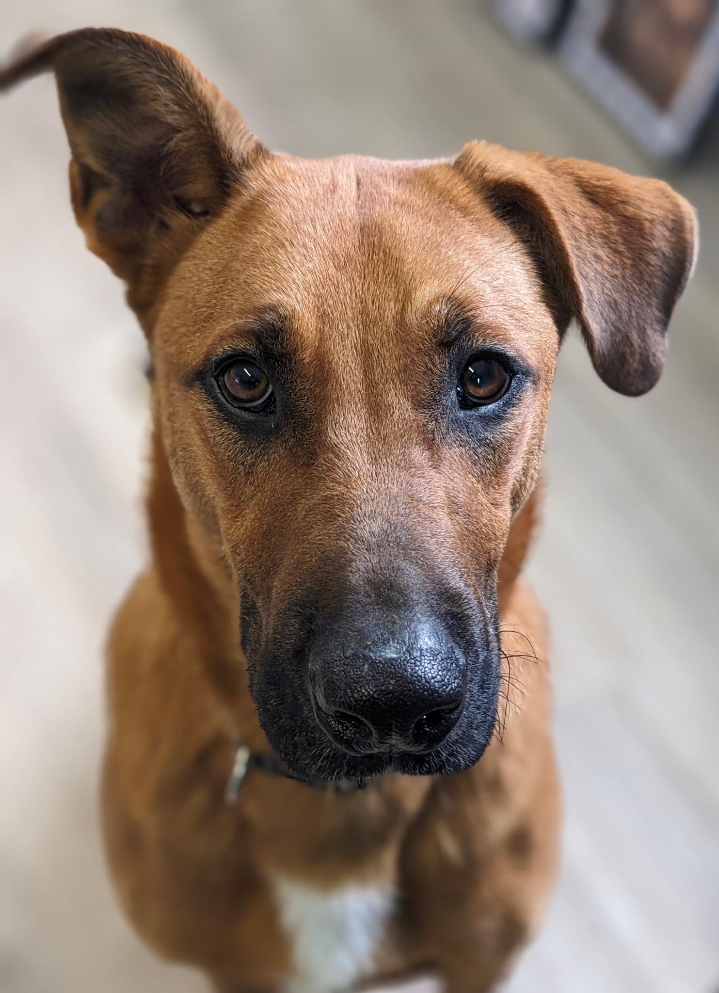 Cooper, a Adoptable mixed breed in South Portland, ME image 5/6