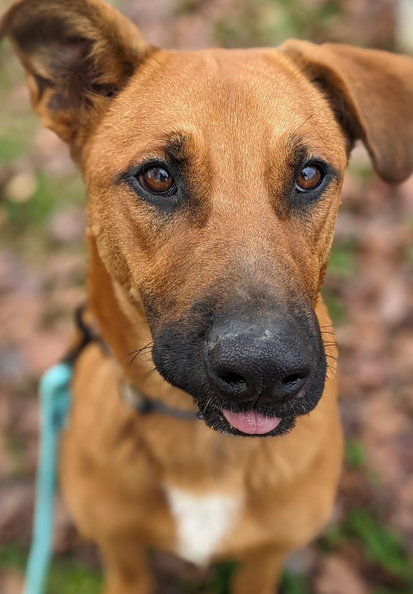 Cooper, a Adoptable mixed breed in South Portland, ME image 6/6