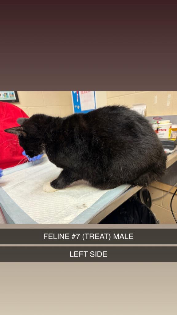 TREAT 7, Adoptable, Adult Male Domestic Short Hair.